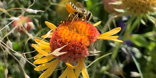 Lives of Native Bees with Dr. Olivia Carril