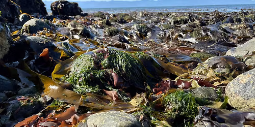 Seaweed: Food and Medicine from the Sea