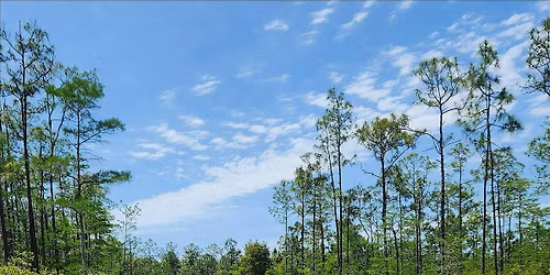 Guided Walk: CREW Flint Pen Strand Trails (Yellow South Trail)