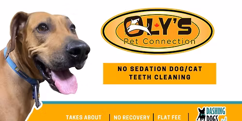 Dog & Cat Teeth Cleaning - Abbotsford