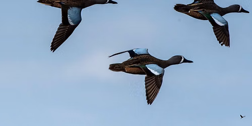 Bird Walk to the Wetland