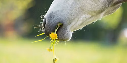 Kruiden, etherische oli\u00ebn en paarden