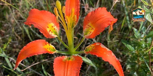 Pine Lily Eco-buggy Tour: Morning
