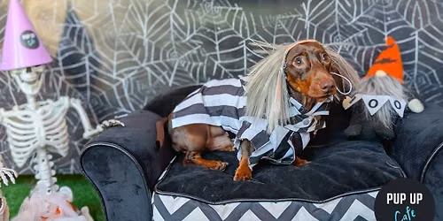 Hallo-ween Dachshund Pup Up Cafe - Bournemouth\ud83c\udf83