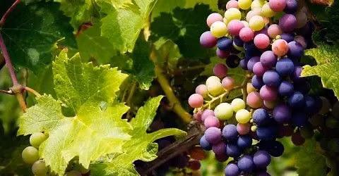 THE GRAPE ESCAPE - Troodos Mountains Wine Tasting Tour Leaving from Paphos