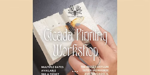 Cicada Pinning Workshops