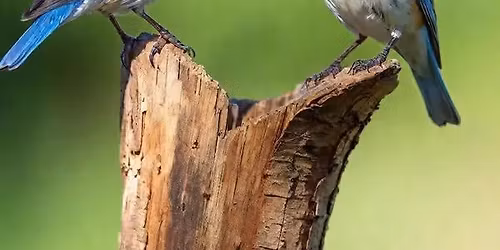 Science Saturday: Beautiful Birds