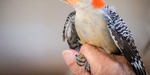 Bird Banding