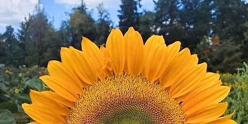 Sunflower Mini Session