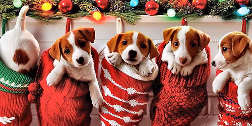 SULA Christmas Picture Party & Adoption Event