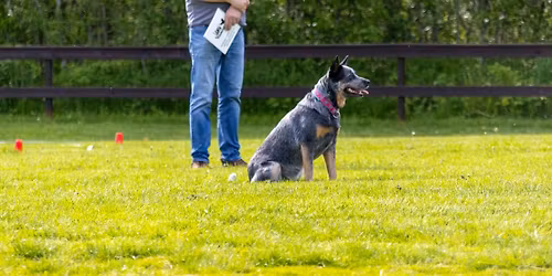 Lydighetsstevne ettermiddag