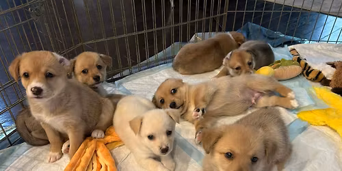 The Royal Pup Debut at Lost Worlds Charlotte!