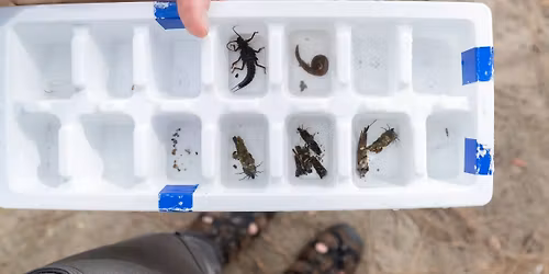 Macroinvertebrate Sampling with Society for Freshwater Sciences