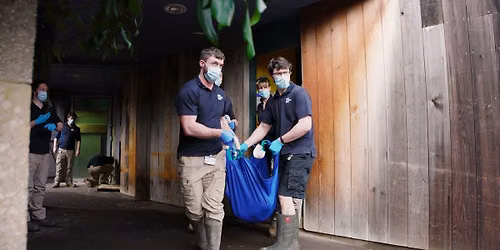 How to Move a Troop of Gorillas: A talk at Bristol Zoo Project
