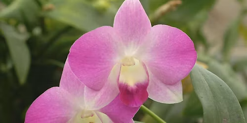 Orchids 101