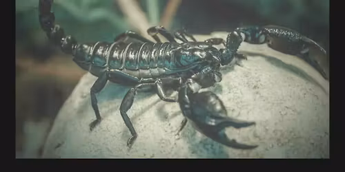 scorpion Mounting Workshop