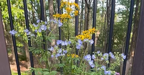 Native Plants Container Gardening Workshop