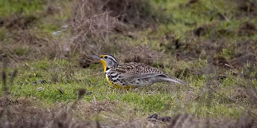 Birding Los Vaqueros