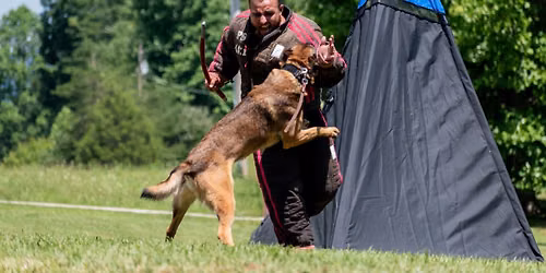 Trained Wright K9 WDA Trial