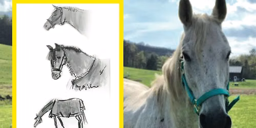 Drawing Horses from Life: a field-based class