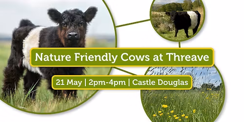 Nature Friendly Cows at Threave