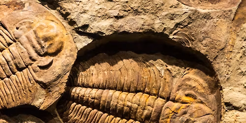 Family Geology Hike: Ancient Echoes Expedition