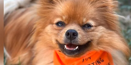 London Mutt Strutt 2026