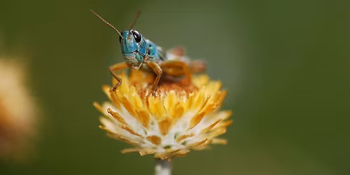 Invertebrates Australia Bug Walk - Canberra