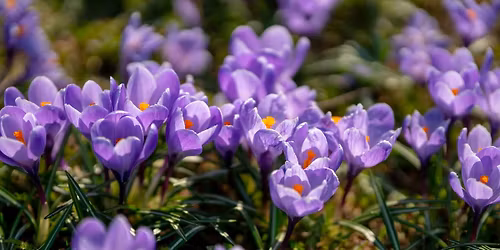 Webster Groves Garden Club Plant Sale