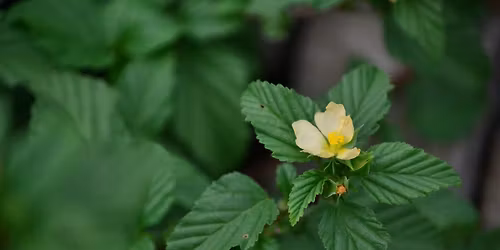 Nature Photography Meetup