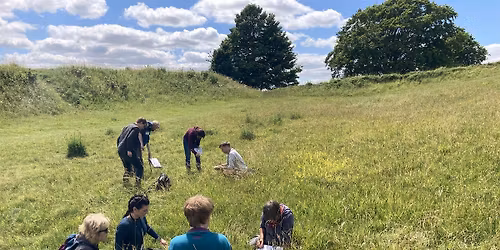Mid Season Grass Identification