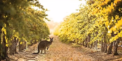 Australia: Wine Down Under