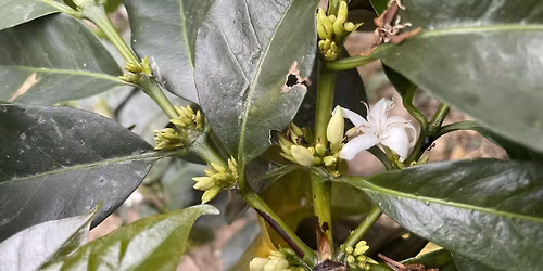 Coffee Talk: Seed to Cup