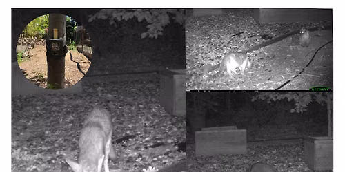 Wildlife Cameras and Other Methods for Assessing Backyard Biodiversity