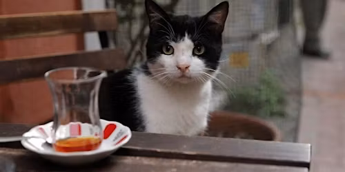 Film Night - Kedi