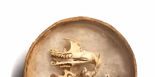 STORY TALK: Curatorial Talk - Life After Death