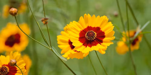 Pollinator and Butterfly Gardens