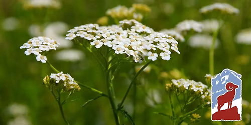 Edible and Medicinal Plants of Rocky Mountain National Park