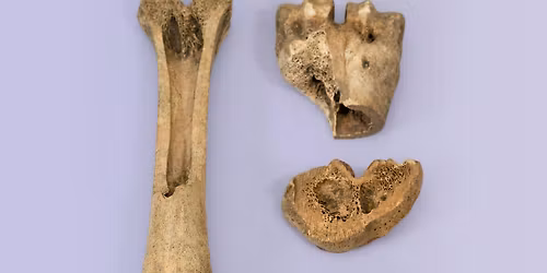 Planten en dieren in het archeologisch depot