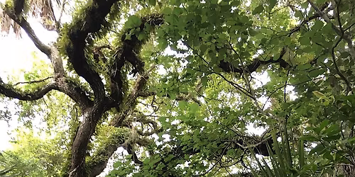 Guided Maritime Hammock Sanctuary Hike
