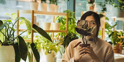 Beginners Guide to Houseplants