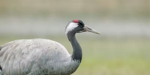 Coach Trip: WWT Slimbridge