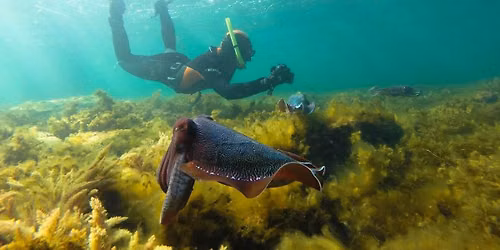 Giant Australian Cuttlefish Dive South Australia 10-07-26