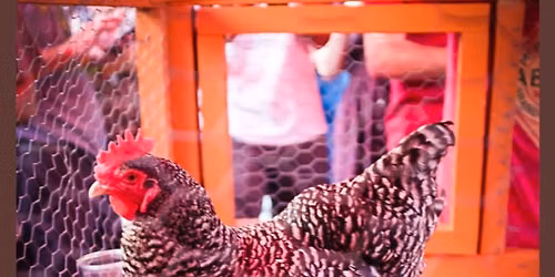 Chicken Drop Bingo