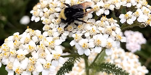 Ancient & Wise: San Francisco Native Herbs