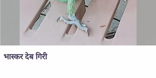 parot
