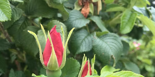 Atelier-causerie: S'accorder avec son cycle menstruel