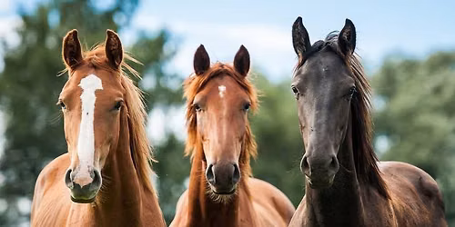 Mini-Circuit Open 4-H & FFA Horse Show