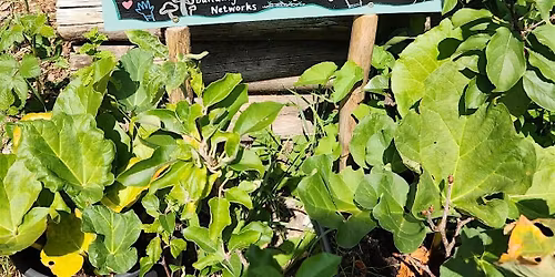 An Introduction to the Mother Garden model