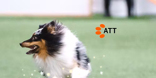 Agilityn Taikaa Tassuissa - hoopers + starttiluokan kisat